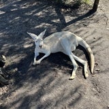 白いカンガルーの記事画像