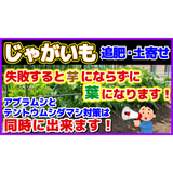 【失敗すると芋にならずに葉になる】じゃがいも追肥・土寄せの記事画像